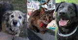 Koty i psy do adopcji w Schronisku dla Zwierząt w Bydgoszczy [zobacz zdjęcia]