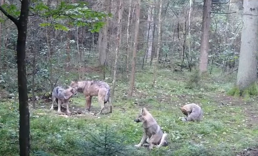 Zabawki wilczych szczeniąt w daleszyckich lasach. Ciekawe znaleziska przyrodników