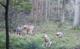 Zabawki wilczych szczeniąt w daleszyckich lasach. Ciekawe znaleziska przyrodników