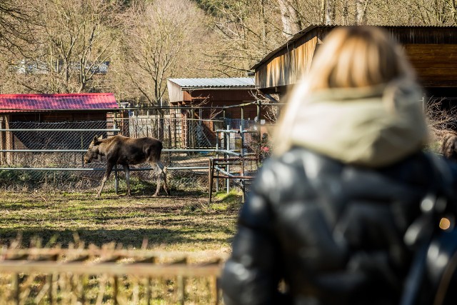W ramach "sobotnika" Ukrainki planują pozimowe sprzątanie alejek myślęcińskiego zoo