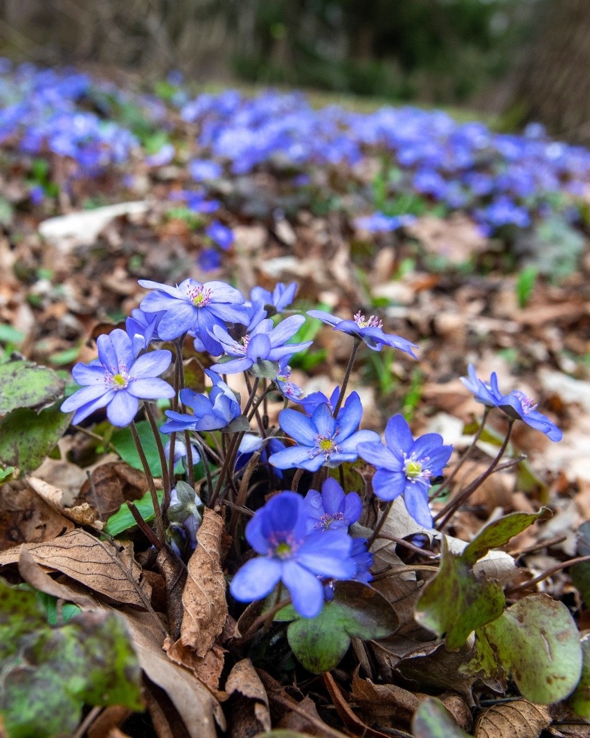 Piękne miejsca w ogrodzie botanicznym w Łodzi. ZDJĘCIA Kwitną krokusy i przylaszczki, lada dzień rozwiną się forsycje, ale na tym nie koniec