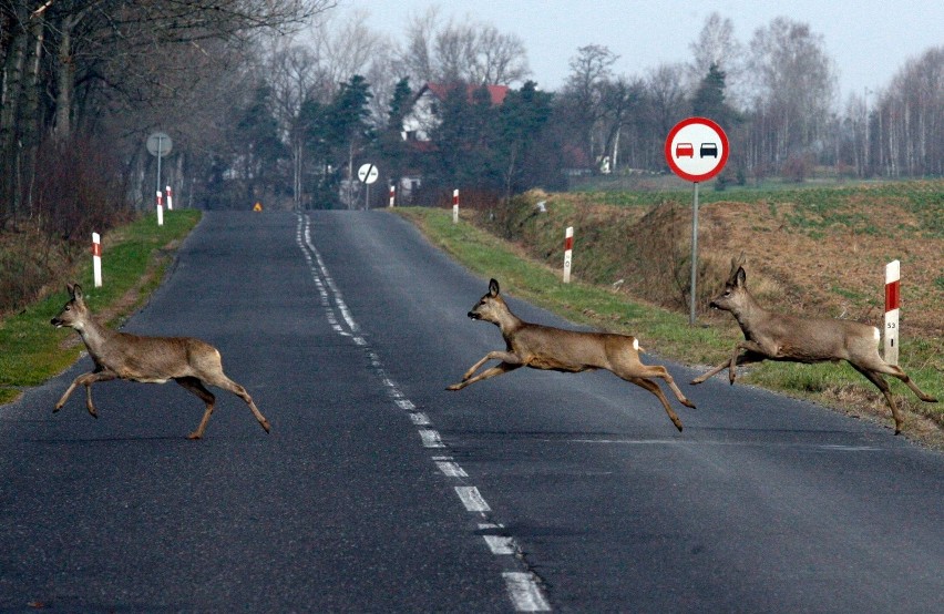 Uwaga na dzikie zwierzęta na drodze! Pod auta wbiegają sarny, lisy, nawet borsuki. Na tych dolnośląskich drogach jest niebezpiecznie!