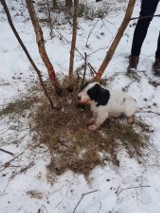 W Dąbrówce niedaleko Niska pies wpadł w lesie we wnyki. Kundelek był zakrwawiony, wyziębiony, miał problemy z oddychaniem