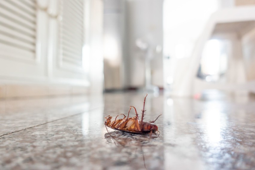 Jeśli w domu pojawiają się mrówki, pluskwy albo karaluchy,...