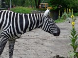 Nowe zwierzęta we wrocławskim zoo. Mrównikowi jest za zimno, trzeba dogrzewać (ZDJĘCIA)