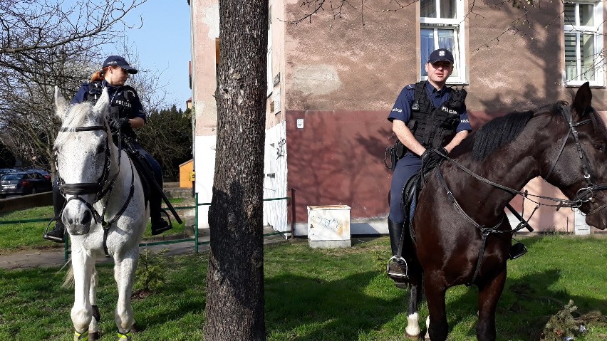 Patrole konne pojawiły się na ulicach Szczecina [ZDJĘCIA]