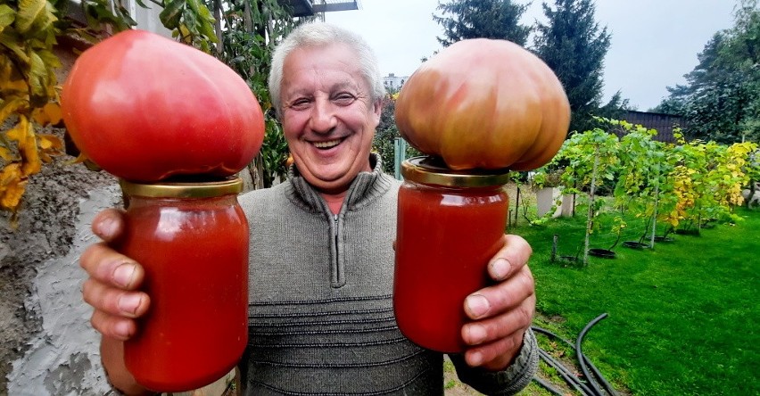 Pomidory uprawiane przez zielonogórzanina Zbigniewa...