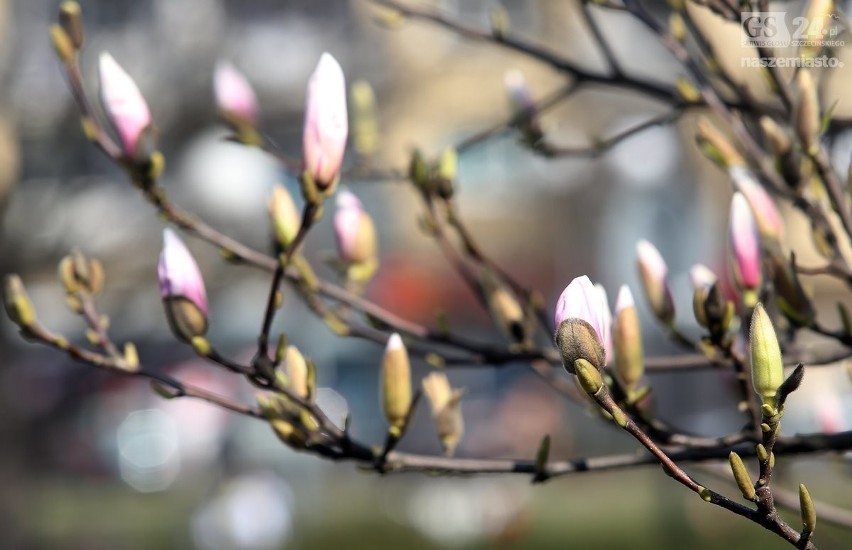 Przepiękne magnolie zakwitły w Szczecinie [zdjęcia]