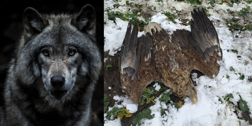 Kolejne martwe dzikie zwierzę w okolicy Wisznic - tym razem wilk. Ktoś znęca się nad zwierzętami?