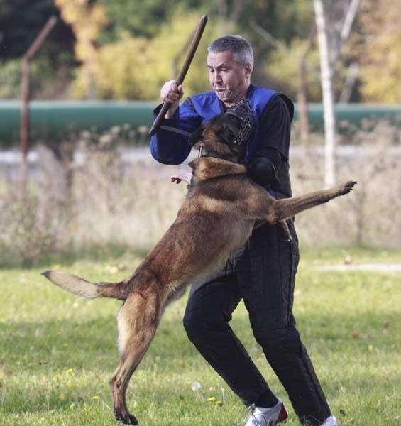 Psy i policjanci rywalizują przy Pienistej [ZDJĘCIA+FILM]