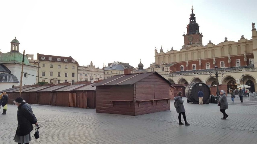 Krakowska choinka będzie naturalna, tak jak w Watykanie