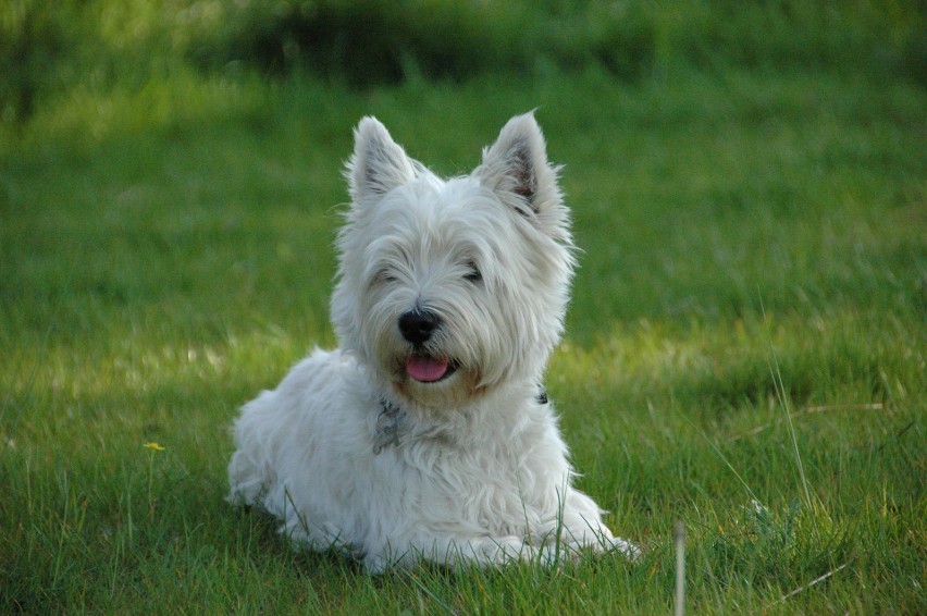 West Highland White Terrier to rasa psów nazywana często po...