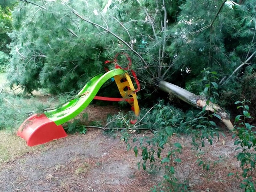 Nocna wichura powaliła drzewo na posesji znanego skarżyskiego przyrodnika. Andrzej Staśkowiak ostrzega przed siłami natury