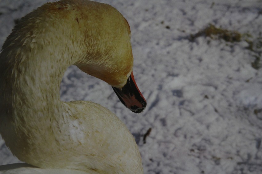 Wystawa fotografii Renaty Weiss i Wojciecha Weissa