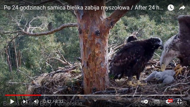 Kadr z filmu online z gniazda bielików w Woziwodzie. Młody myszołów został zabity. Pisklęta bielików miały pożywienie