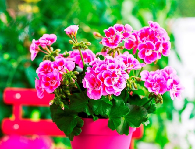 Pelargonie kochamy za ich piękne kwiaty, które przez całe lato są ozdobą balkonów i ogrodów.