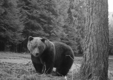 Przystanek Bieszczady Kazimierza Nóżki i Marcina Sceliny. Czas godów niedźwiedzi brunatnych