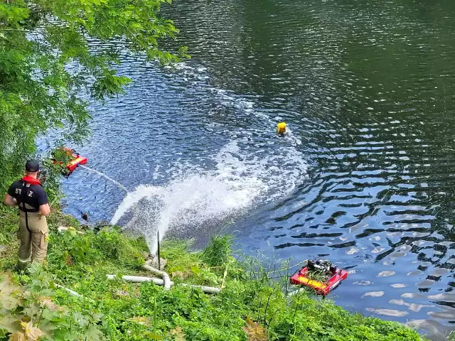 W Kanale Gliwickim 10 czerwca br. zebrano ponad 450 kg śniętych ryb.