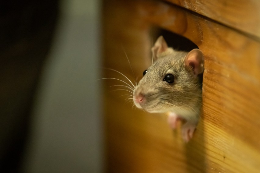 Myszy i szczury to wyjątkowo inteligentne, czyste i proste w...