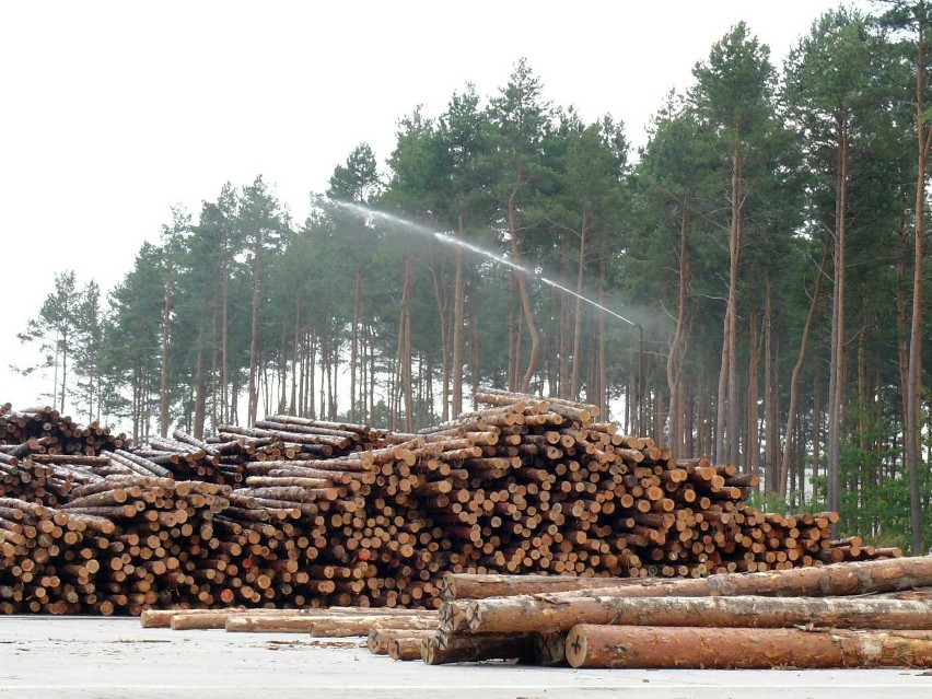 Umieszczono wysoko polewaczki zraszają drewniane pnie.