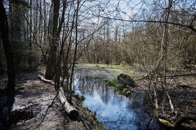 Połowa zielonego terenu między ulicami Podchorążych i Rąbieńską na Złotnie zgodnie z miejscowym planem zagospodarowania przestrzennego miała być przeznaczona na zabudowę jednorodzinną. Miasto planowało wystawić ten teren na sprzedaż. Jednak wczoraj ogłoszono, że zgodnie z wolą mieszkańców niemal w całości pozostanie zielony. Większość terenów zostanie wycofana ze sprzedaży, domki zajmą tylko niewielką, południową część terenu.CZYTAJ DALEJ >>>>...