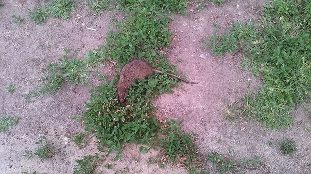 Wielki szczur leżał sobie na zielonej trawce przed blokiem na osiedlu Kopernika