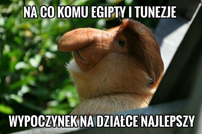 Memy dotyczące wad Polaków ewoluują w szybkim tempie....