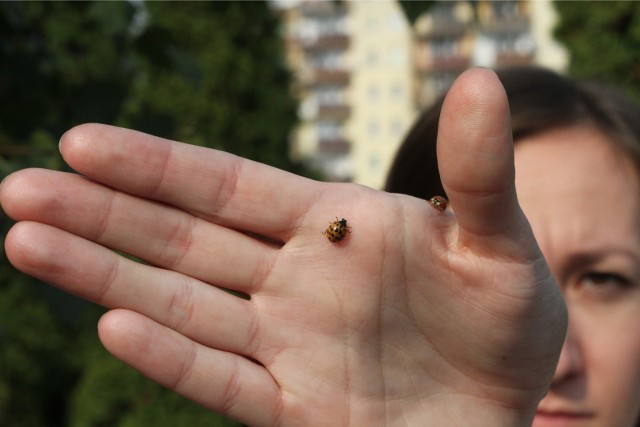 Są małe, ale niezwykle niebezpieczne.. Ich ugyzienie (a lubią to robić, te małe potwory!) może spowodować reakcje alergiczne skóry i dróg oddechowych.Objawy nadwrażliwości obejmują: alergiczne zapalenie spojówek, astmę, pokrzywkę i obrzęk naczynioruchowy.