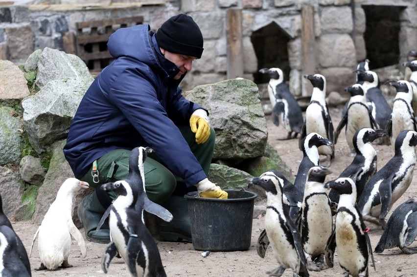Gdańskie zoo uczciło pierwsze urodziny niezwykłej pingwinicy. Kokosanka odebrała prezent z rąk opiekuna