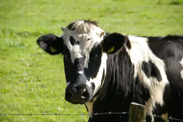 Badania wykazują, że krowy emitują więcej gazów cieplarnianych niż transport. Holendrzy postanowili znaleźć rozwiązanie tego problemu. Tylko, czy ma ono szansę na sukces?