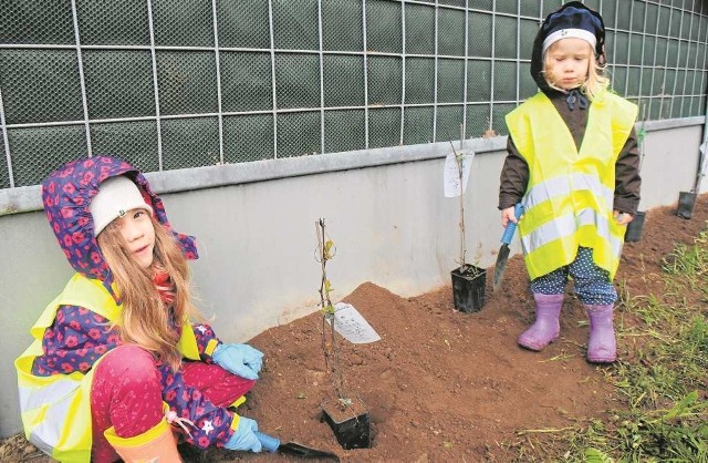 Ulica Grota Roweckiego. Mali krakowianie sadzą drzewa