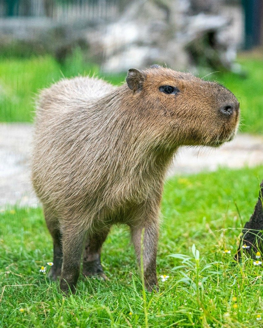 Orientarium w Łodzi. Nie żyje Tenebris, samica kapibary. Należała do najpopularniejszych zwierząt w łódzkim zoo