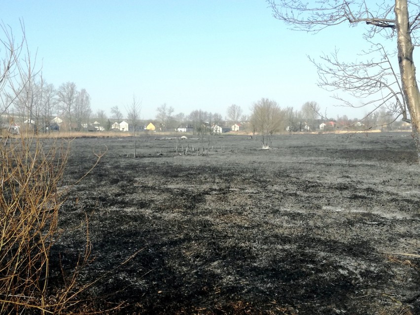 Stop pożarom traw. Spłonęło około 30 hektarów łąk "naturowych" i torfowisk w Nawarzycach [ZDJĘCIA]