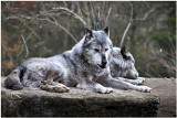 W Kujawsko-Pomorskiem wilków coraz więcej. UE robi pierwszy krok w kierunku rozluźnienia ścisłej ochrony wilka