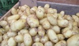 Tanieją młode polskie ziemniaki