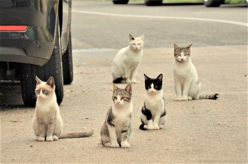Jak mówią mieszkańcy Chojnic, na ulicy Bytowskiej są mordowane koty