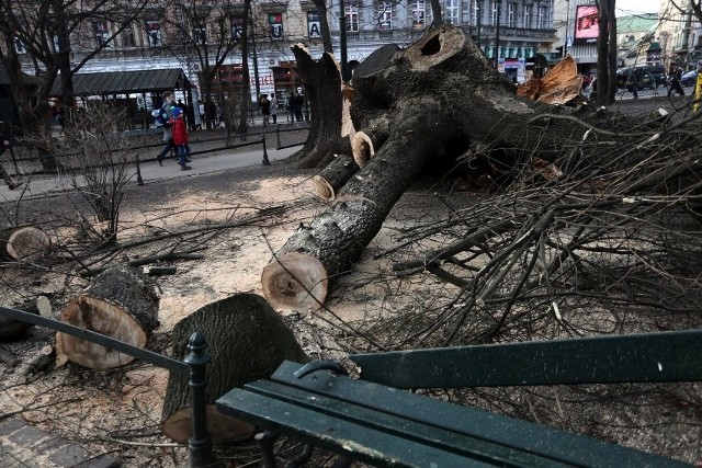 Strażacy wyjeżdżali głównie do połamanych drzew, zdjęcie ilustracyjne