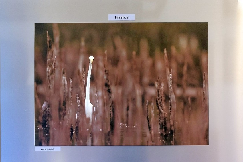 Jarocin. „Latające cuda natury” - finał konkursu fotograficznego ze zdjęciami ptaków [ZDJĘCIA]