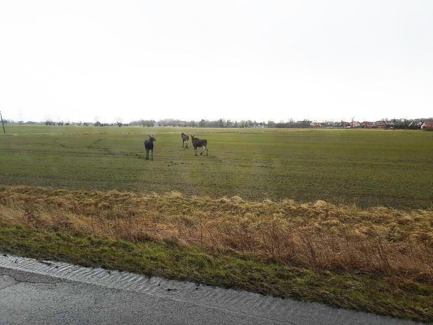 Trzy łosie biegały po polu w powiecie gdańskim! Zobaczcie je na zdjęciach!