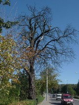 Kasztanowce w Lęborku usychają 