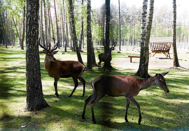 Puszcza Białowieska stała się bohaterką instalacji artystycznej