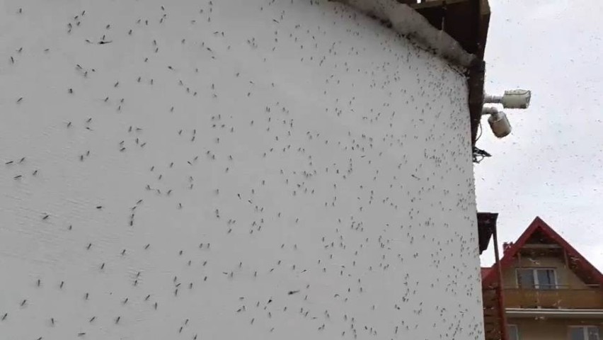Chmary owadów na Półwyspie Helskim! Siadają na budynkach, samochodach, wlatują do ust i nosów