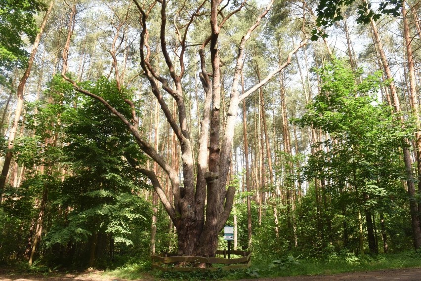 Które drzewo jest najwyższe w Polsce? Do którego należy...
