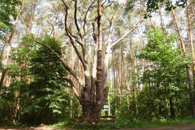 Które drzewo jest najwyższe w Polsce? Do którego należy rekord grubości? Które jest najstarsze - tak stare, że pamięta czasy, gdy Polska jeszcze nie istniała? Zapraszamy do przewodnika po rekordowych polskich drzewach - to niezwykłe pomniki przyrody, które warto odwiedzić w czasie wycieczek po kraju.