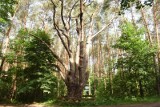 Rekordowe drzewa w Polsce. Które jest najwyższe, najstarsze, najgrubsze? Wyjątkowe pomniki przyrody, które trzeba zobaczyć