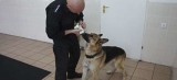 Zobacz jak policjanci szkolą psy do zadań specjalnych [wideo]