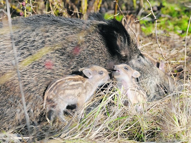 Myśliwi radzą: gdy spotkasz dzika, nie wykonuj gwałtownych ruchów, zachowuj się spokojnie.Staraj się powoli zejść dzikowi z drogi.