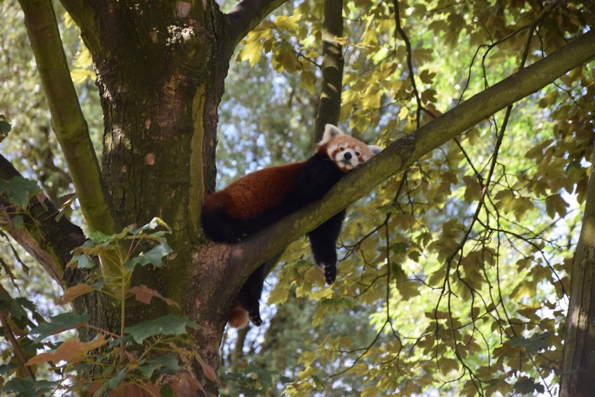 Dzień pandy małej w śląskim zoo