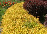 Tawuła japońska to idealny krzew do małego ogrodu. Wygląda pięknie i zmienia kolory