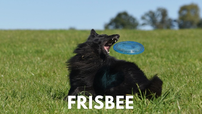 Rzucanie frisbee wymaga zręczności zarówno właściciela, jak...